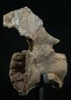 Diplodocus Caudal Vertebra - Dana Quarry #10151-3